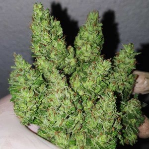 Chocobang. Photo 2 Chocobang. Photo 2