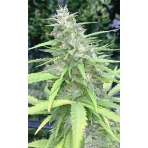 Chocolope. Photo 2 Chocolope. Photo 2