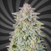 Diablo’s Watermelon XL Auto