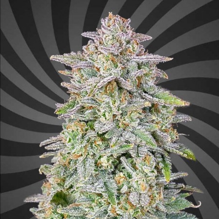 Diablo’s Watermelon XL Auto