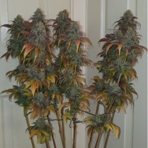 Gelato 41. Photo 2 Gelato 41. Photo 2