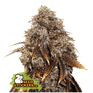 Gelato 41. Photo 3 Gelato 41. Photo 3