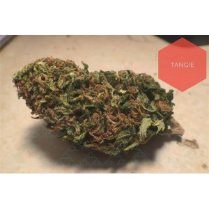 Tangie. Photo 3 Tangie. Photo 3