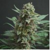 Northern Lights