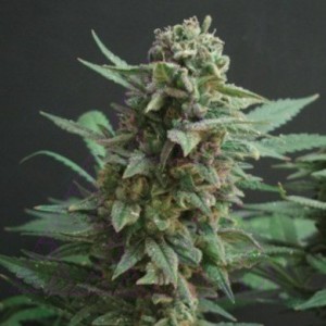Northern Lights