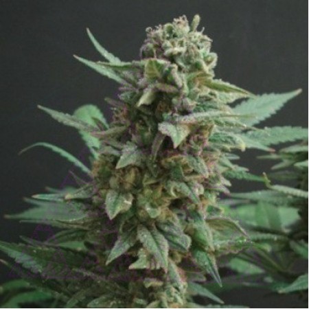 Northern Lights