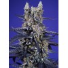 Super Boof XL Auto