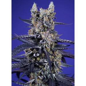 Super Boof XL Auto