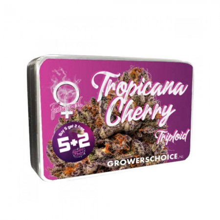 Триплоидные семена каннабиса Tropicana Cherry Triploid F1
