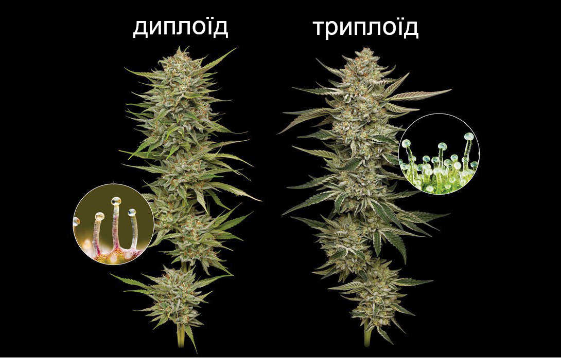 диплоїд та триплоїд