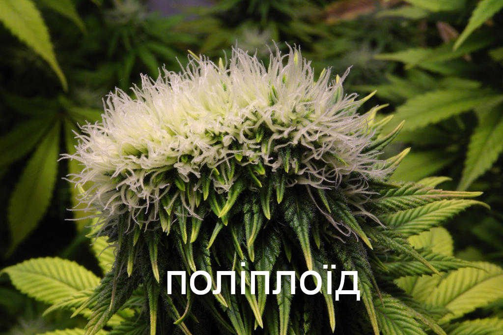 конопля поліплоїд